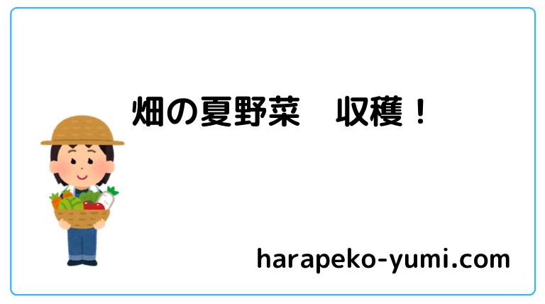 畑で夏野菜を収穫する はらぺこyumiのブログ